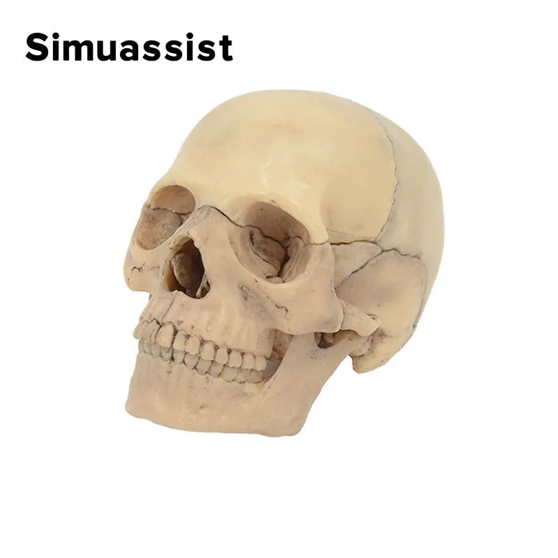 15PCS/SET 4D Disassembled Classic Skull Anatomical Model Detachable Medical Teaching Tool